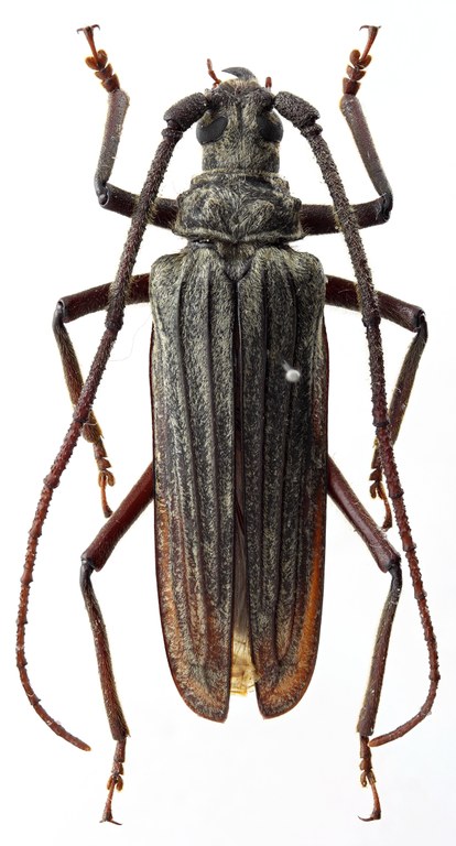 Aegolipton roubali 01 HP Holotype X 039 BRUS 201405.jpg