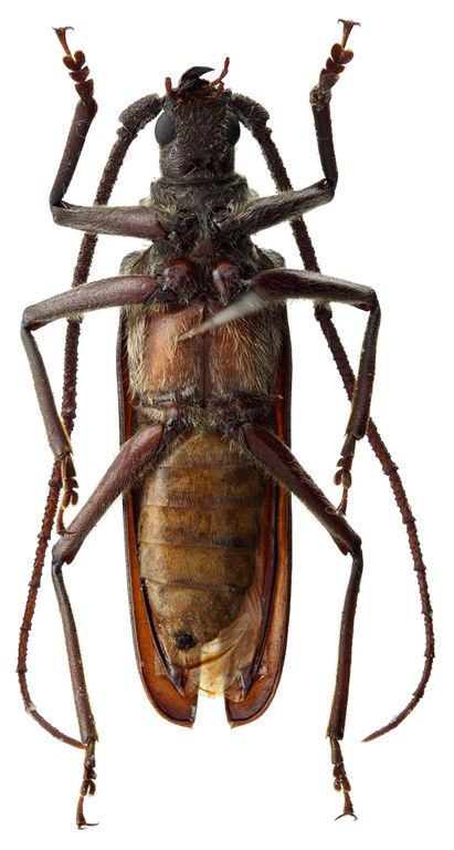 Aegolipton roubali 01 SP Holotype X 039 BRUS 201405.jpg