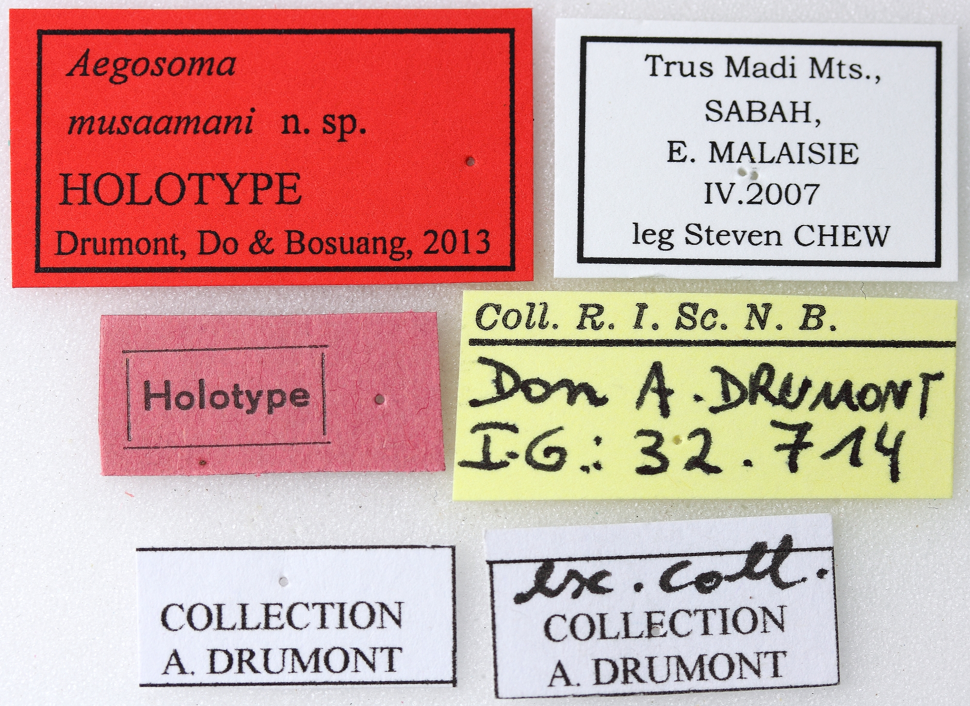 Aegosoma musaamani 01 00 Holotype X 049 BRUS 201405.jpg