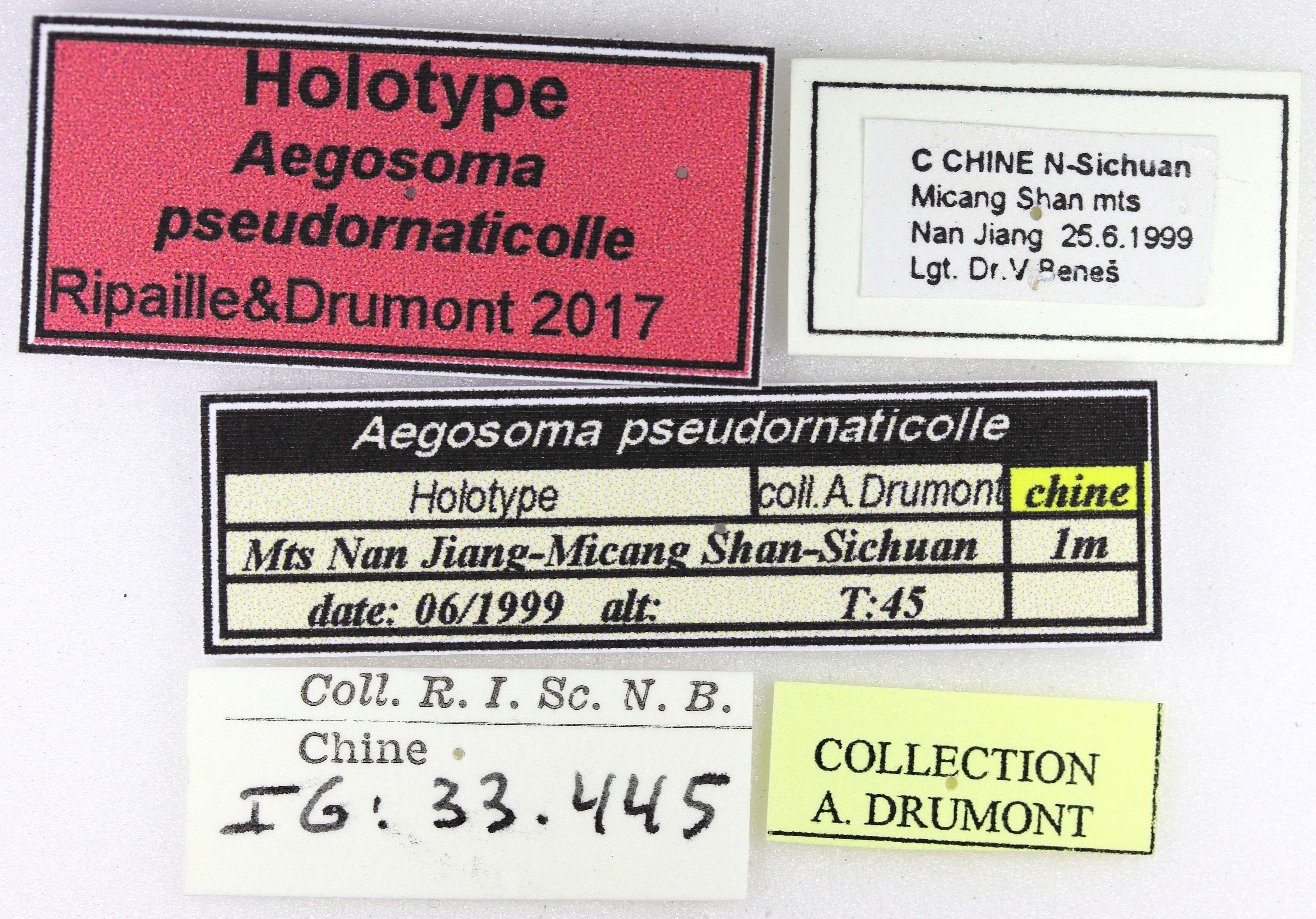Aegosoma pseudornaticolle ht M Lb.jpg