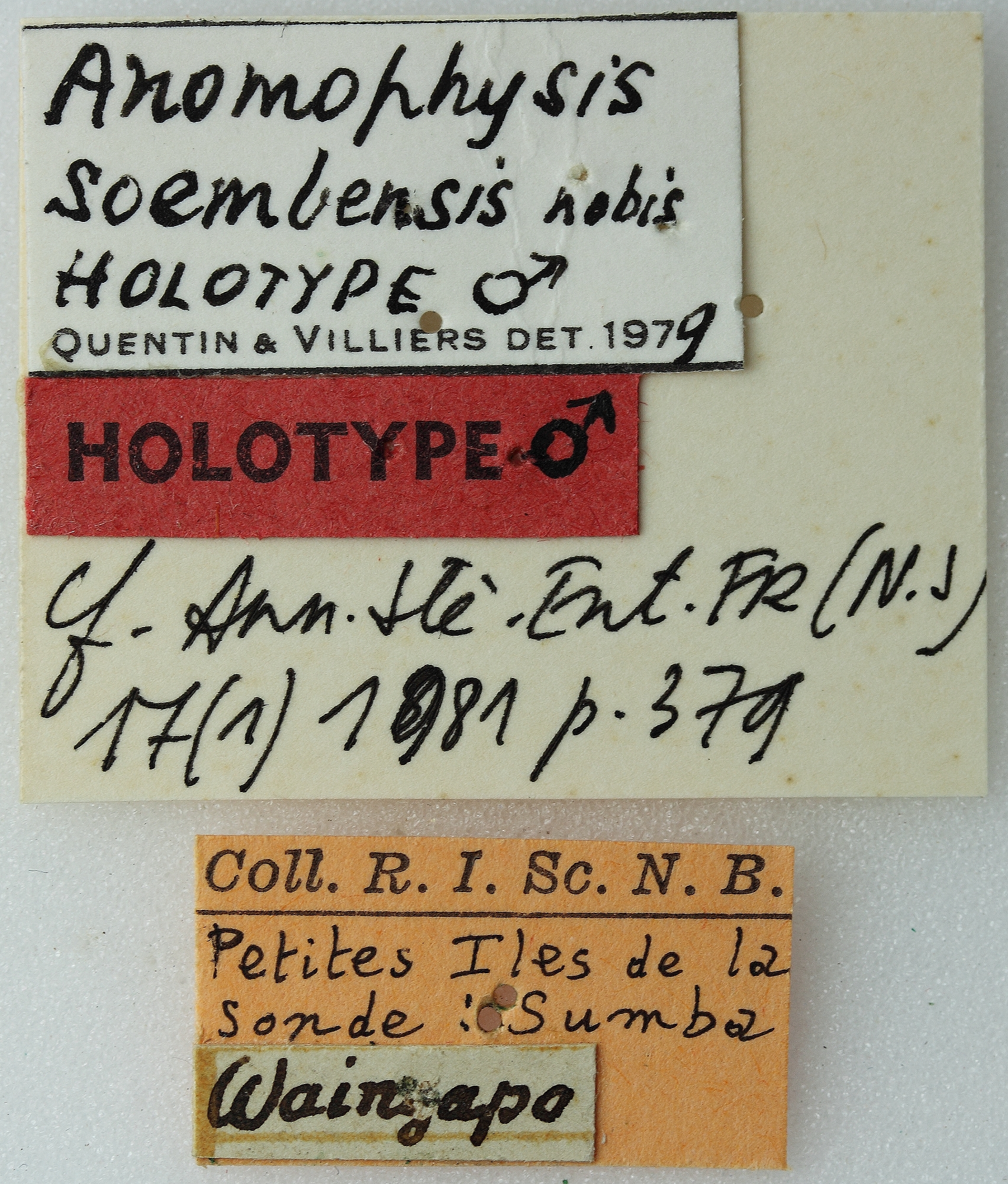 Anomophysis soembensis 01 00 Holotype M 073 BRUS 201405.jpg