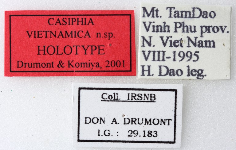 Casiphia vietnamica 01 00 Holotype F 026 BRUS 201405.jpg
