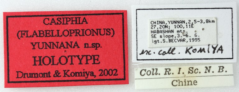 Casiphia yunnana 01 00 Holotype M 025 BRUS 201405.jpg