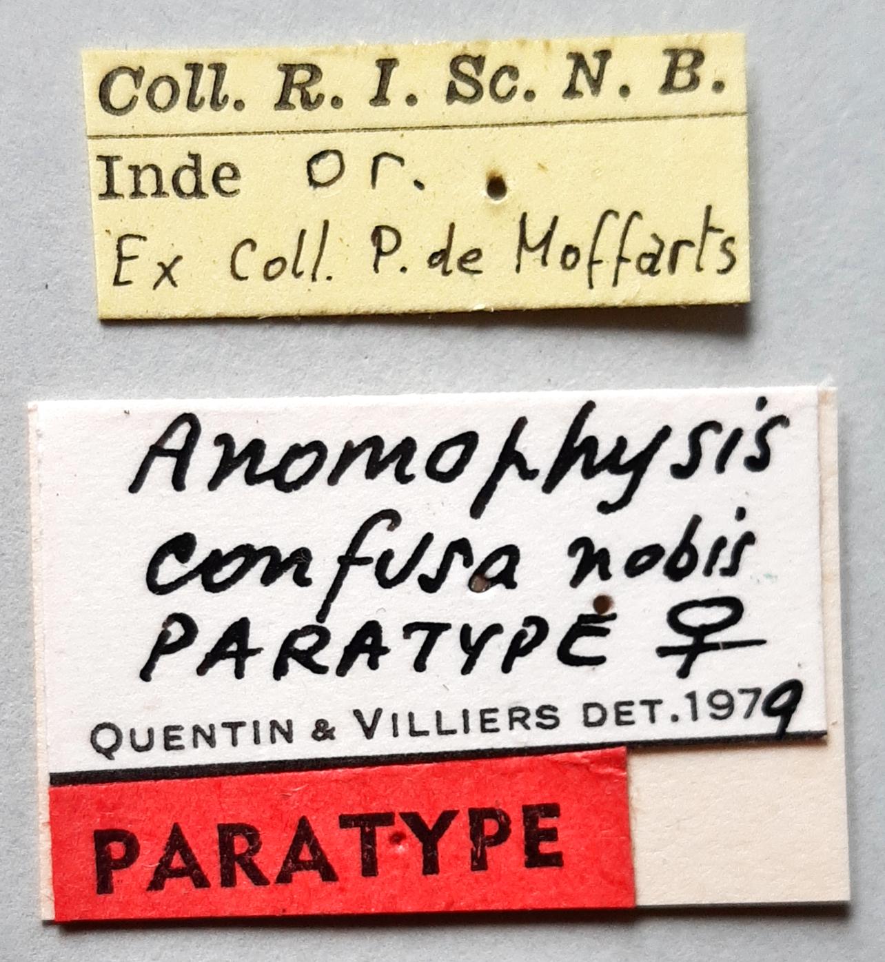 Anomophysis confusa Pt labels