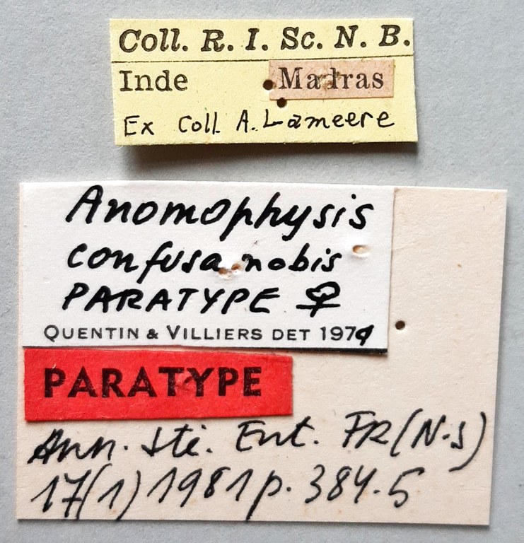 Anomophysis confusa Pt labels