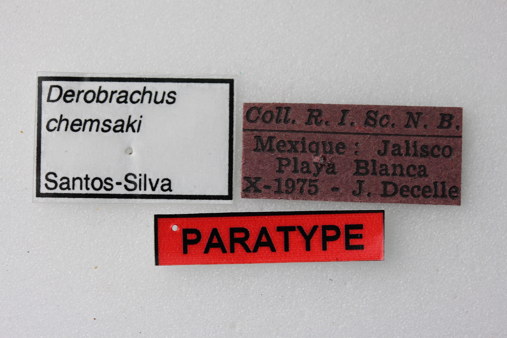 Derobrachus chemsaki 03 00 Paratype M 048 BRUS 201405.jpg