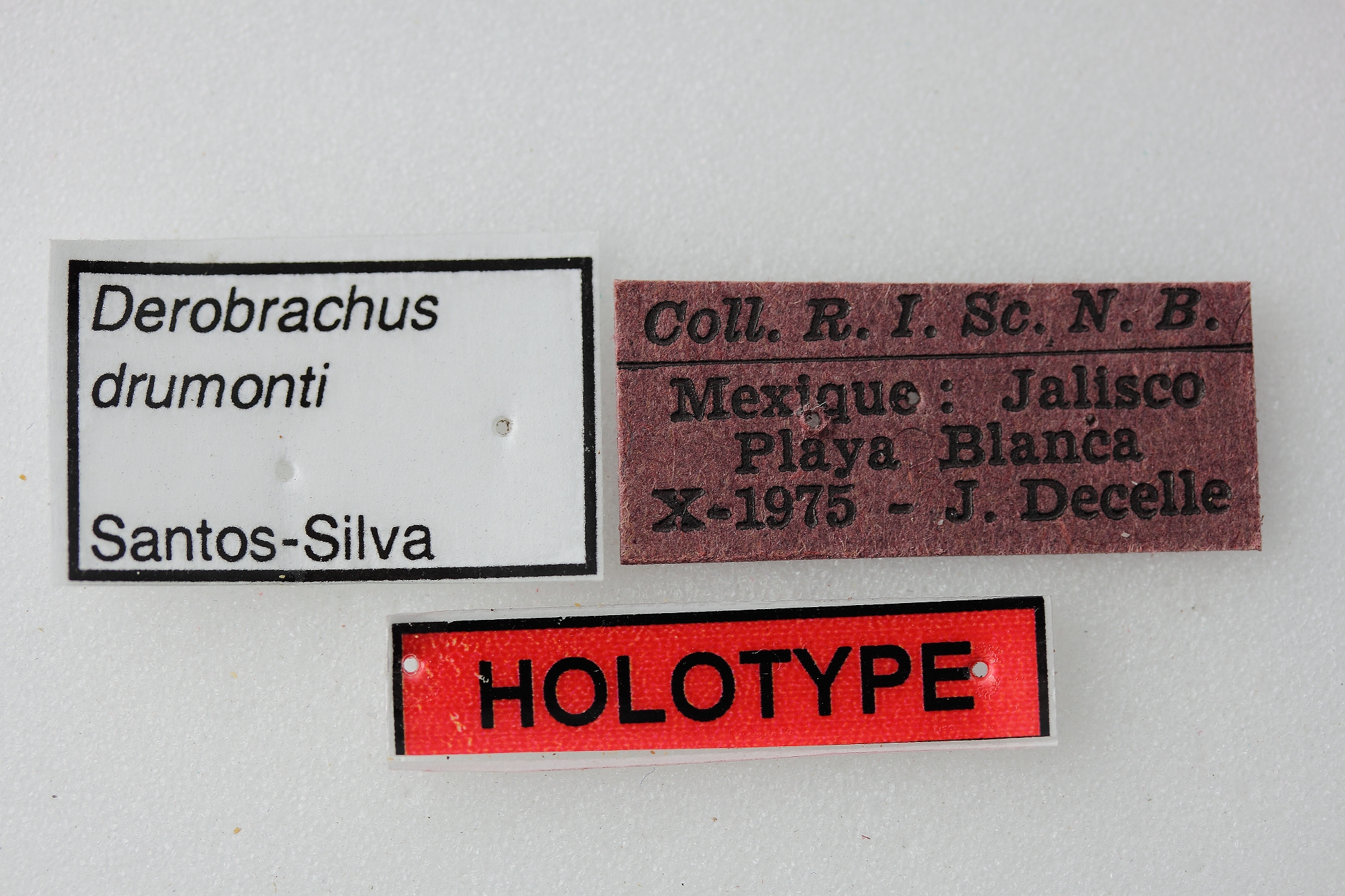 Derobrachus drumonti 01 00 Holotype M 049 BRUS 201405.jpg