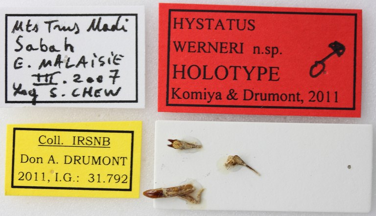 Hystatus werneri 01 00 Holotype M 044 BRUS 201405.jpg