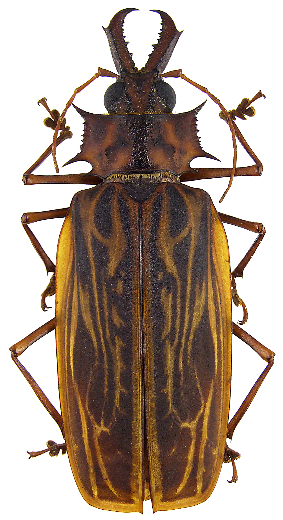 Macrodontia cervicornis 46214.jpg