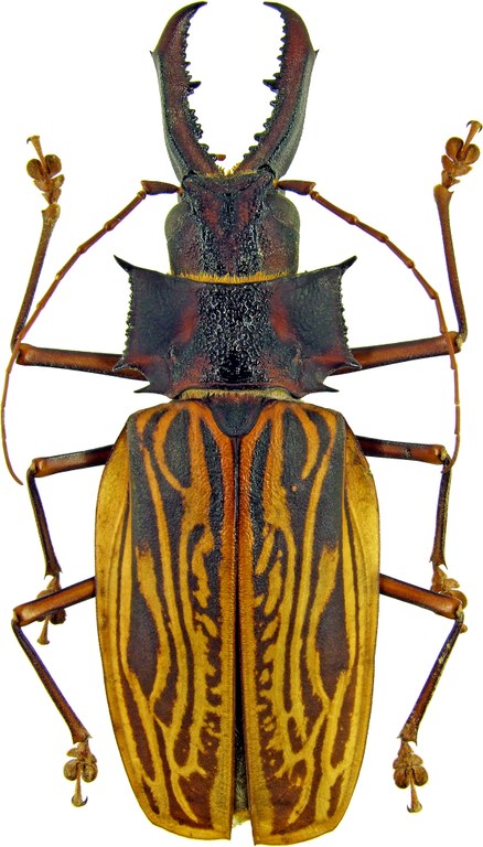Macrodontia cervicornis 8045.jpg