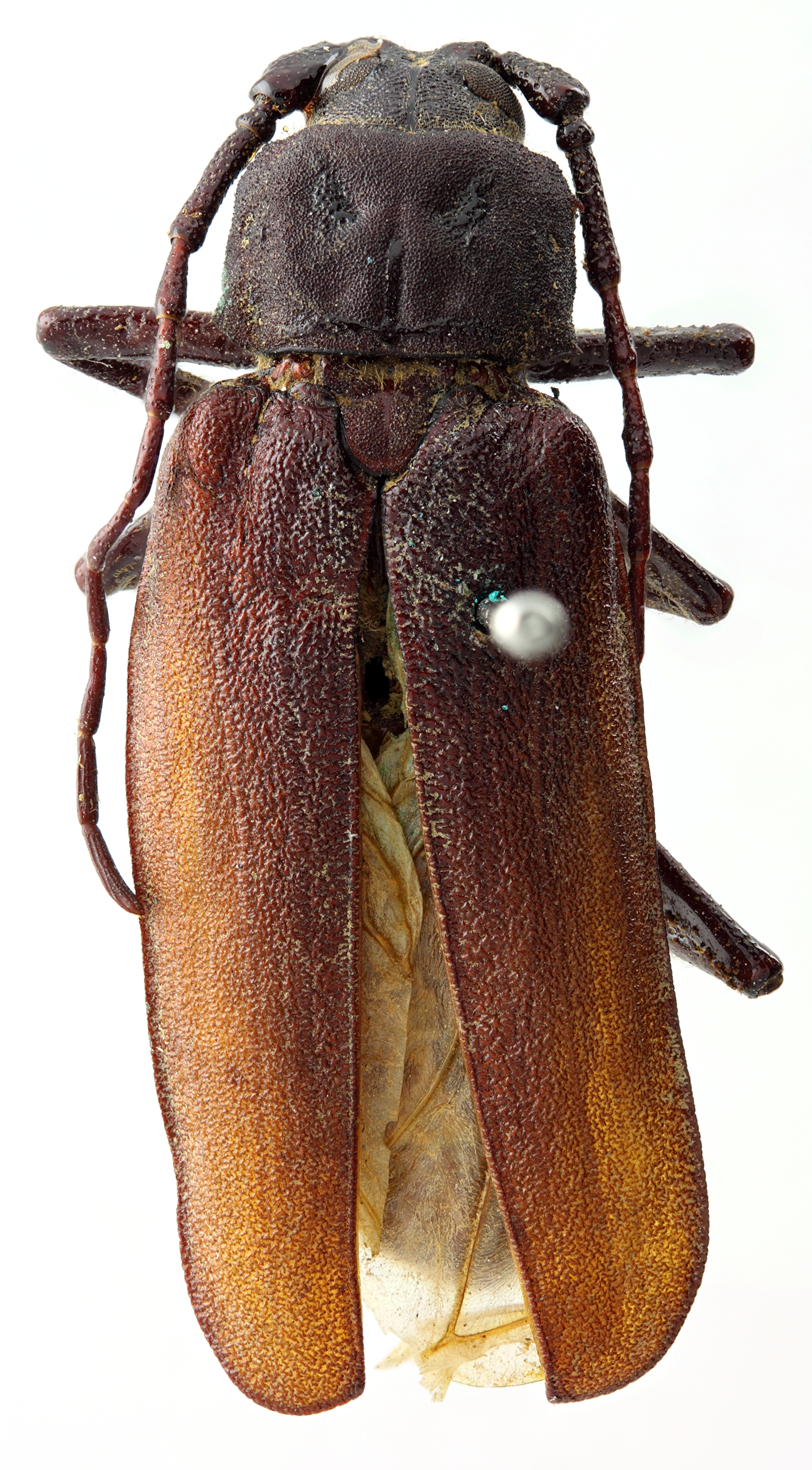 Macrotoma (Navosomopsis) abscisa 07 HP Holotype M 029 BRUS 201405.jpg