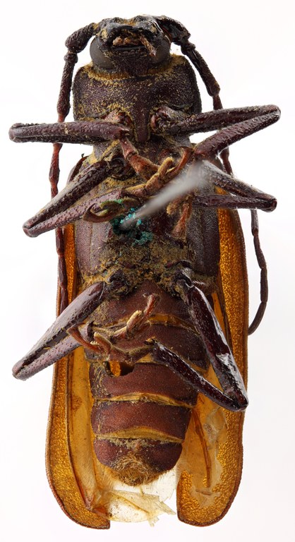 Macrotoma (Navosomopsis) abscisa 07 SP Holotype M 029 BRUS 201405.jpg