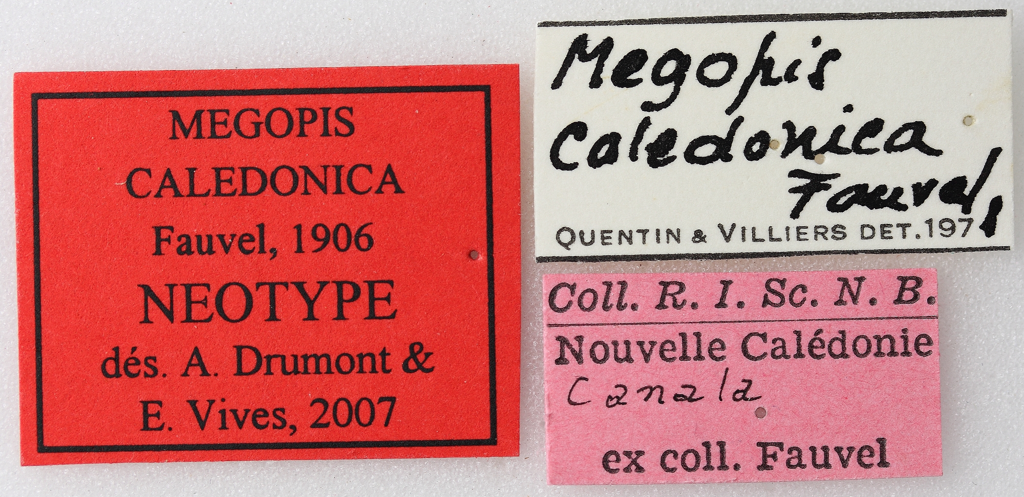 Megopis caledonica 03 00 Neotype F 025 BRUS 201405.jpg