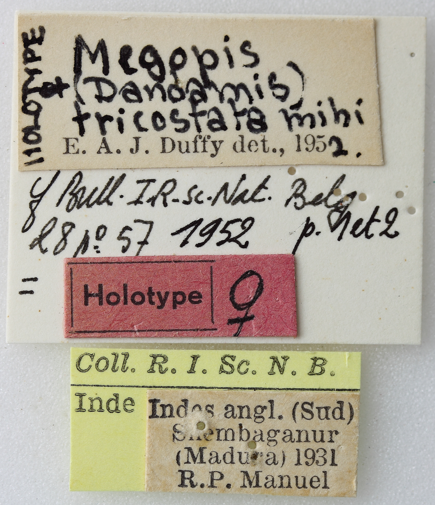 Megopis (Dandamis) tricostata 01 00 Holotype F 036 BRUS 201405.jpg