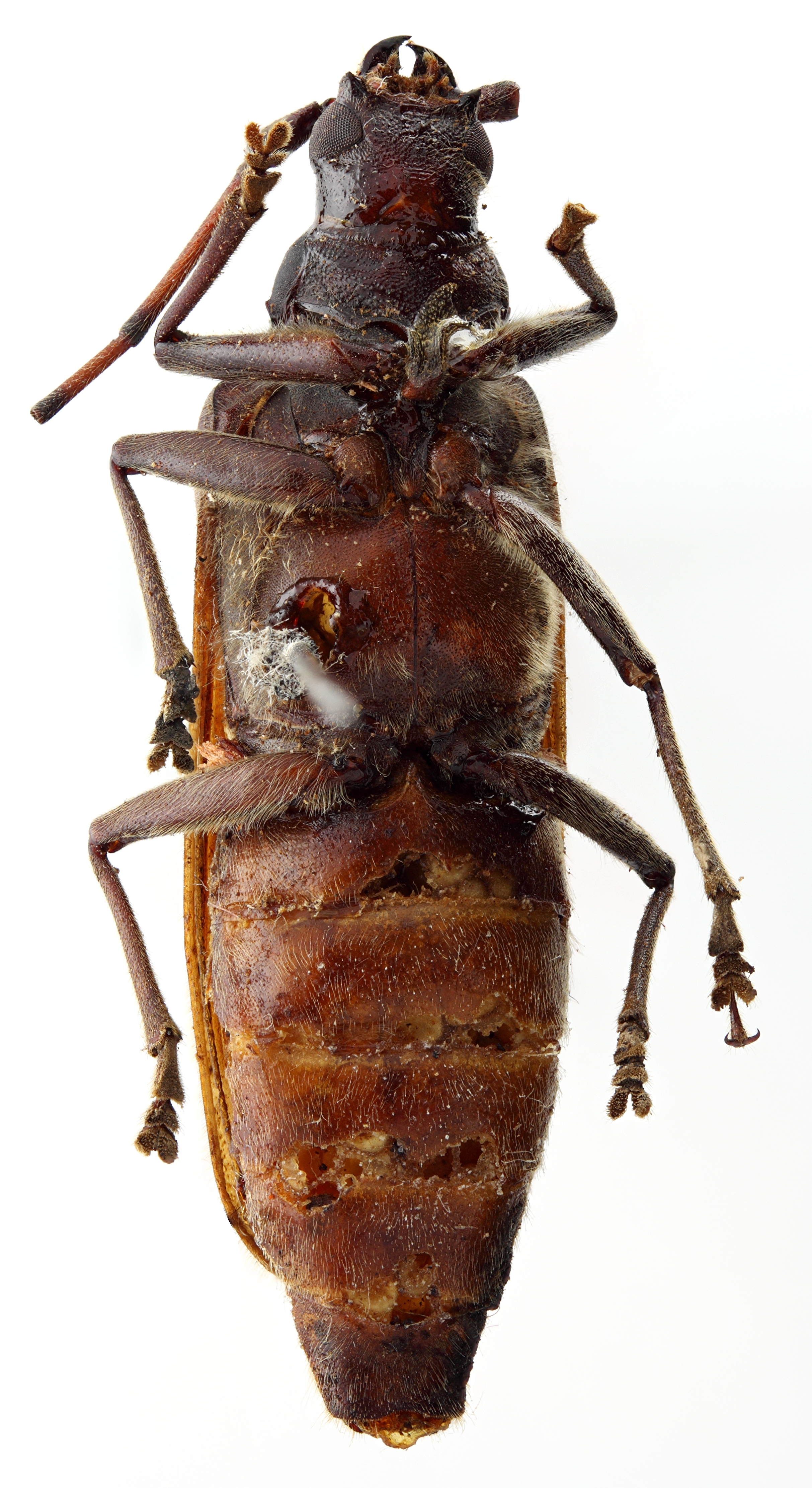 Megopis (Dandamis) tricostata 01 SP Holotype F 036 BRUS 201405.jpg