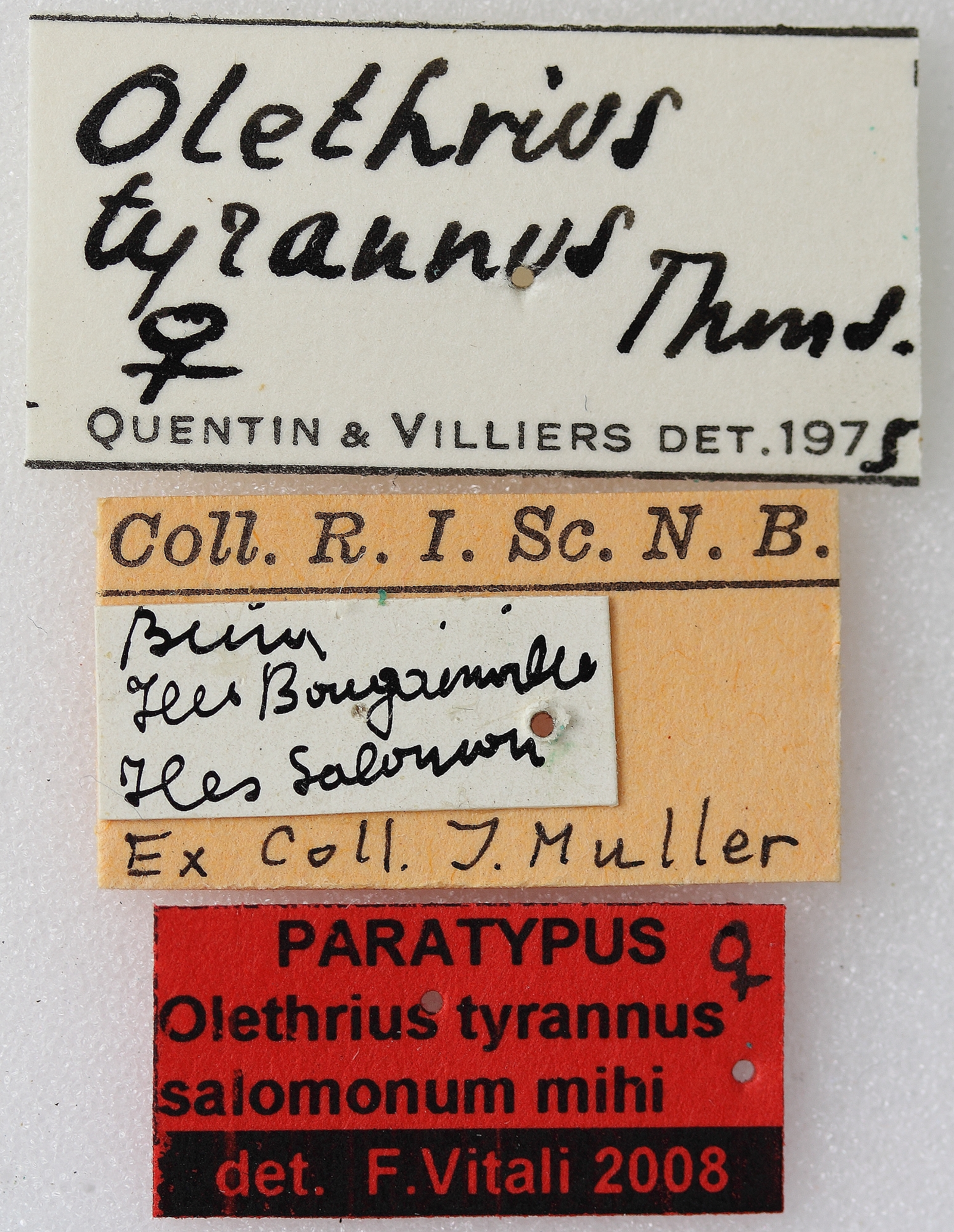 Olethrius tyrannus salomonum 03 00 Paratype F 032-BRUS 201405.jpg