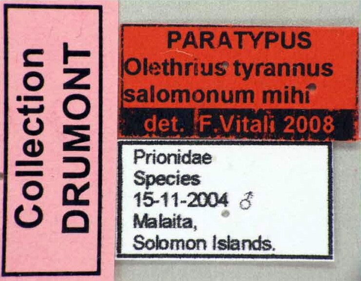 Olethrius tyrannus salomonum PT Male 46027cz30 label.jpg