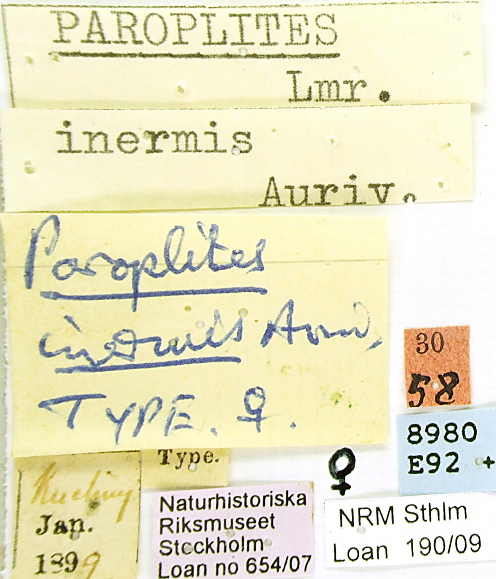 Paroplites inermis et T 52029cz33.jpg