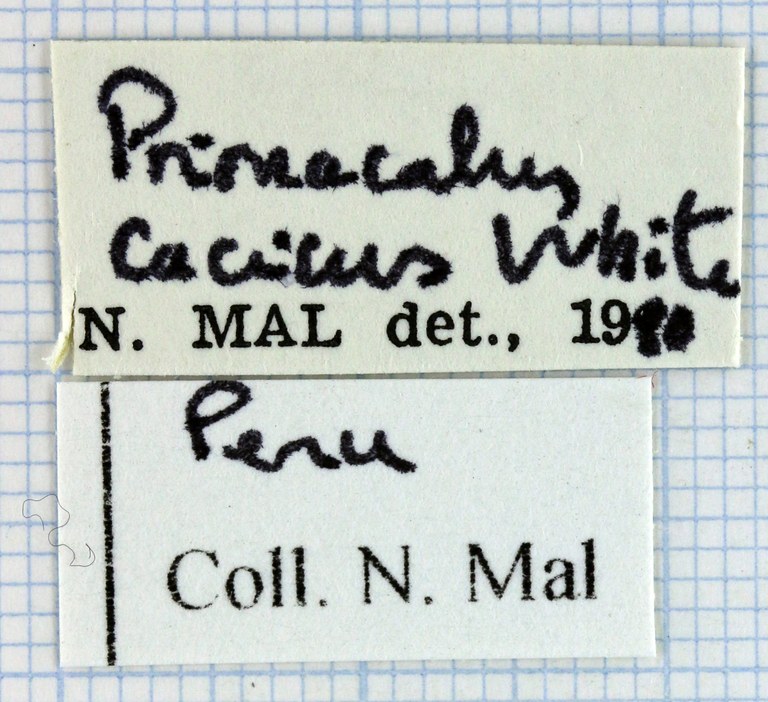 Prionacalus cacicus 46076.jpg