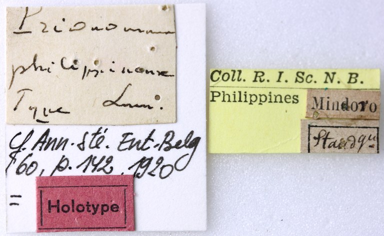 Prionomma philippinense 04 00 Holotype F 049 BRUS 201405.jpg