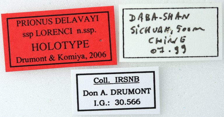 Prionus delavayi lorenci 01 00 Holotype M 032 BRUS 201405.jpg