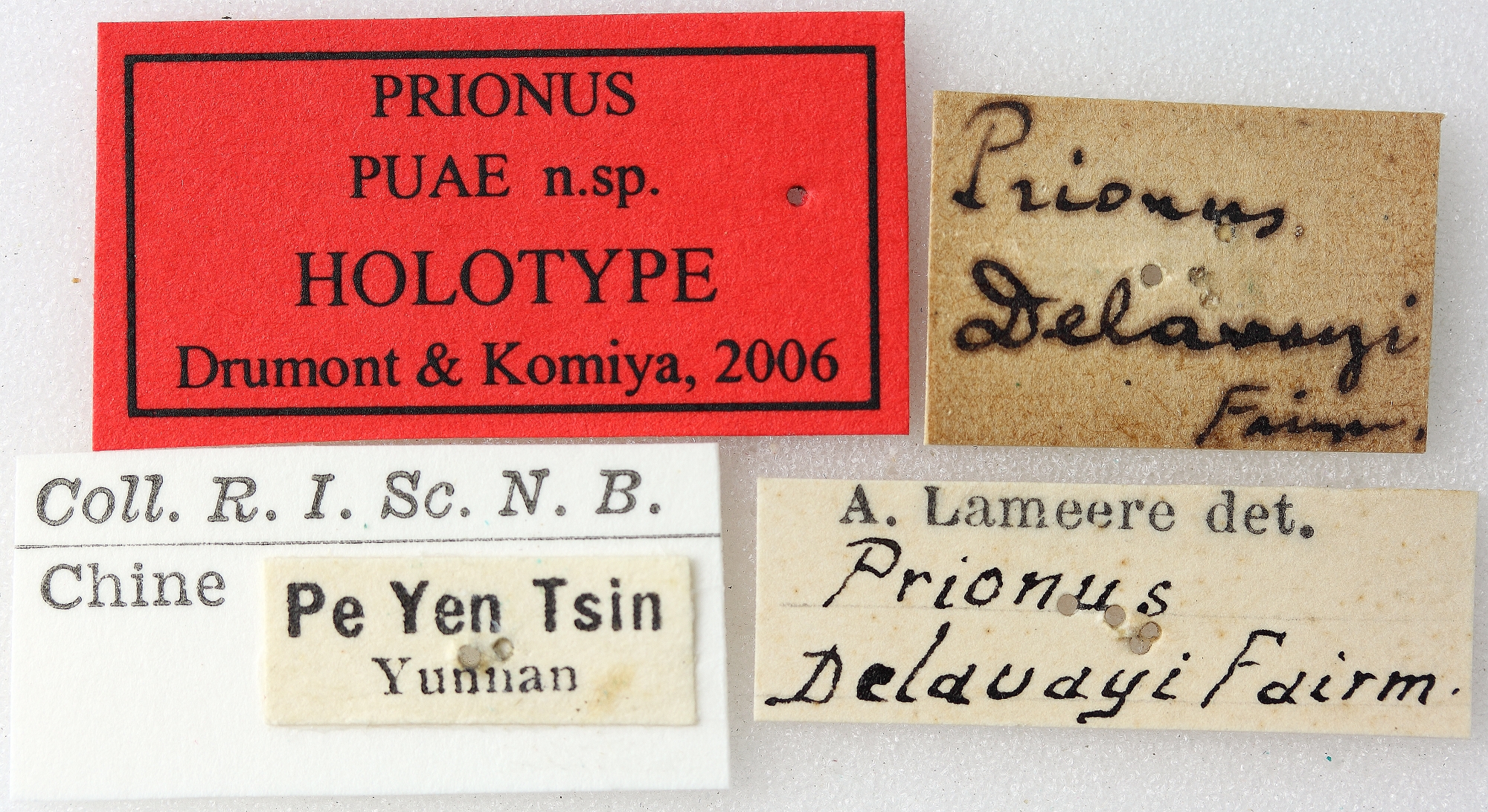 Prionus puae 01 00 Holotype X 035 BRUS 201405.jpg