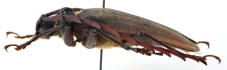 Priotyrannus hueti 01 BL Holotype M 041 BRUS 201405.jpg