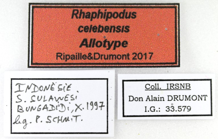 Rhaphipodus celebensis at F Lb.jpg