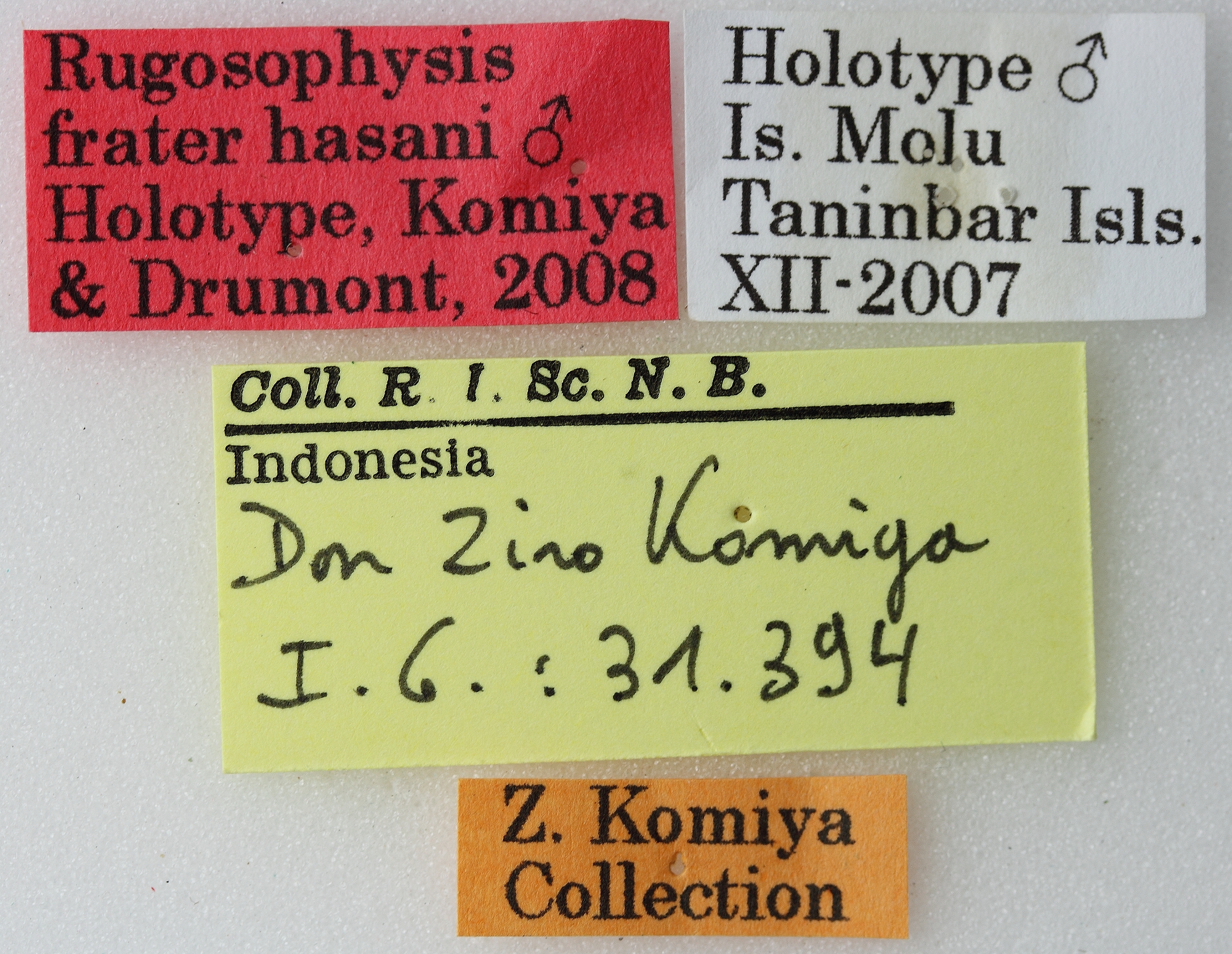 Rugosophysis frater hasani 01 00 Holotype M 084 BRUS 201405.jpg