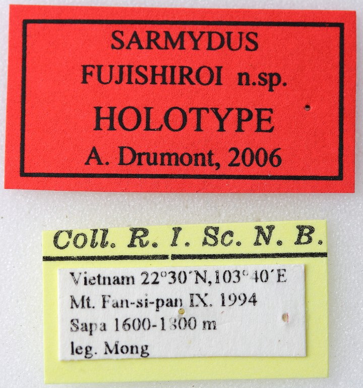 Sarmydus fujishiroi 01 00 Holotype X 021 BRUS 201405.jpg