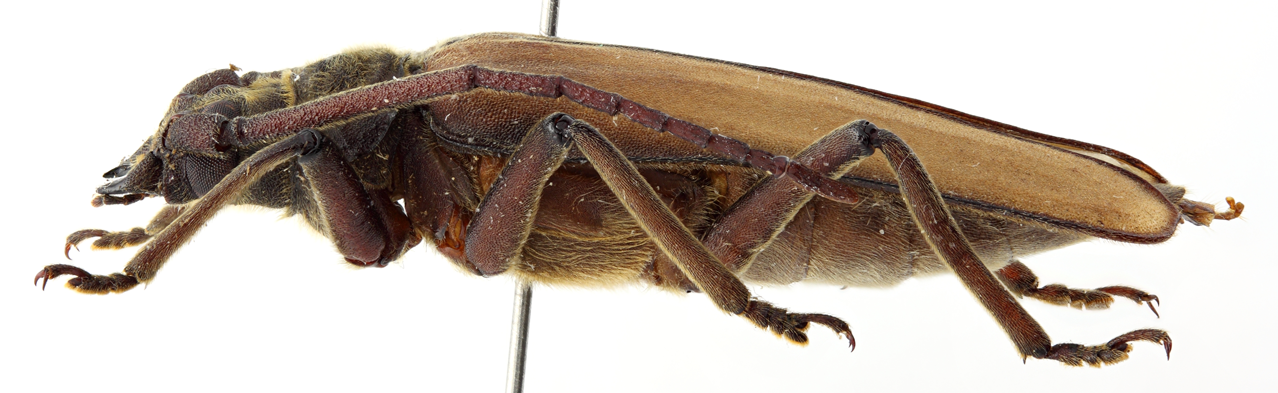 Spinimegopis curticornis 01 BL Holotype F 032 BRUS 201405.jpg
