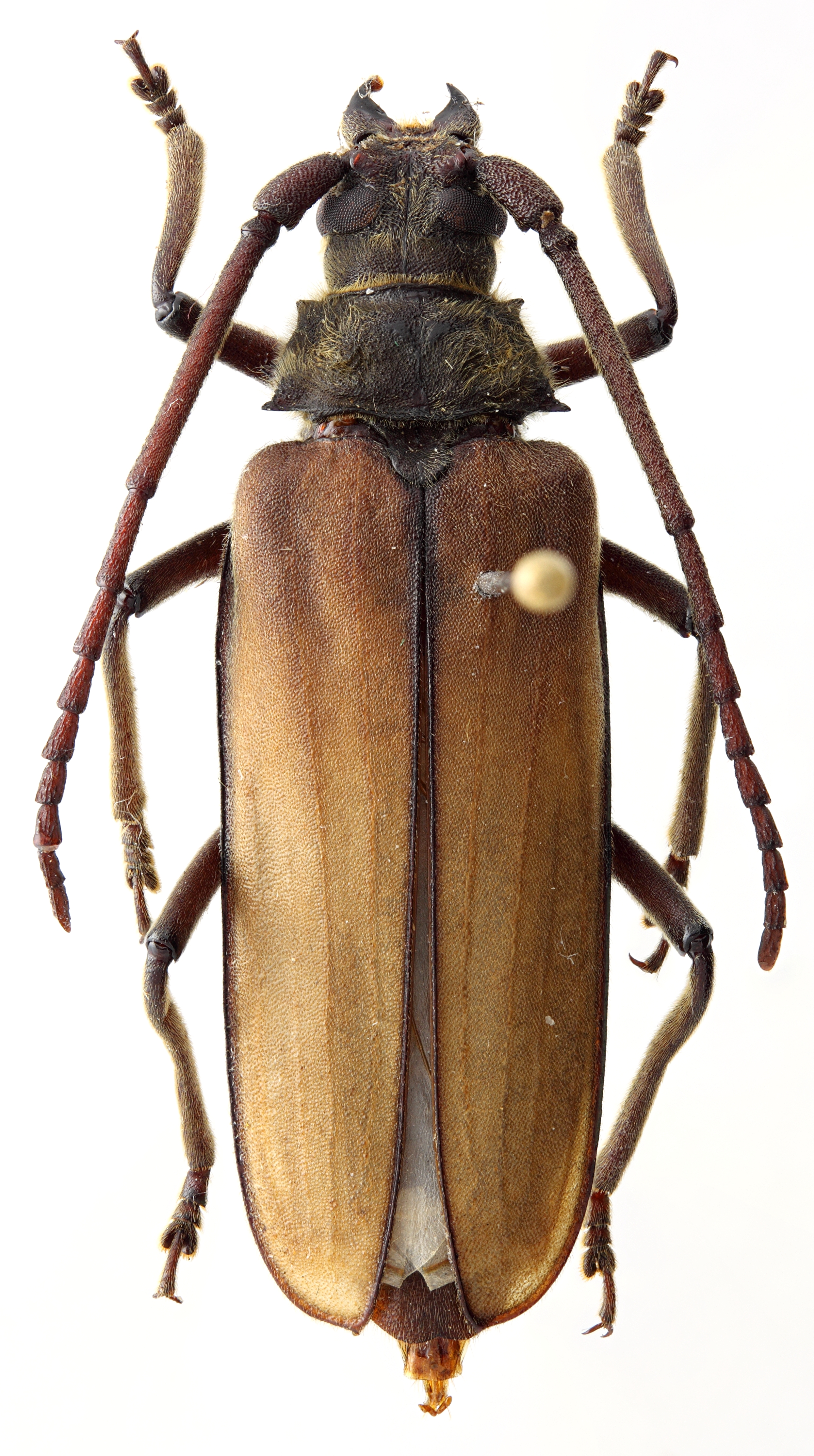 Spinimegopis curticornis 01 HP Holotype F 032 BRUS 201405.jpg