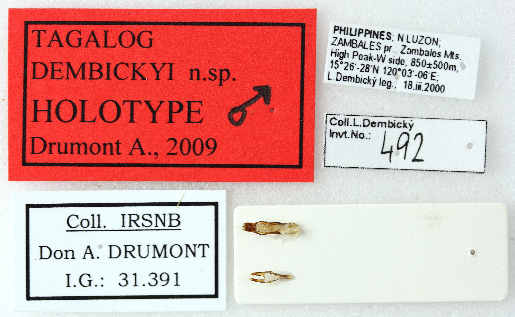 Tagalog dembickyi 01 00 Holotype M 031 BRUS 201405.jpg