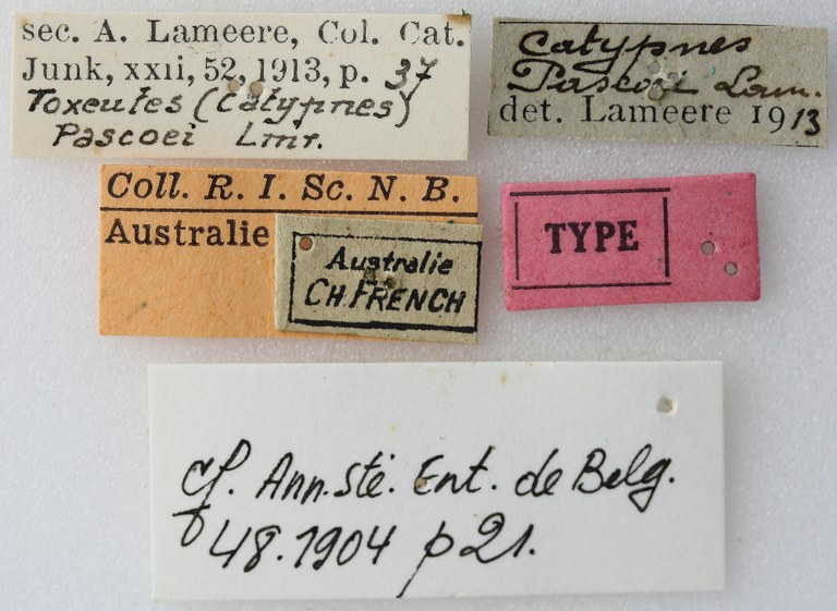 Toxeutes (Catypnes) pascoei 03 00 Type X 037 BRUS 201405.jpg