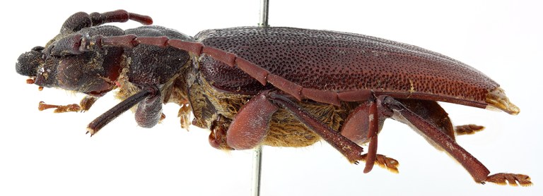 Toxeutes (Catypnes) pascoei 03 BL Type X 037 BRUS 201405.jpg