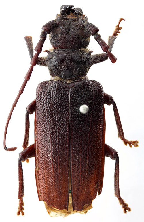 Toxeutes (Catypnes) pascoei 03 HP Type X 037 BRUS 201405.jpg Toxeutes (Catypnes) pascoei 03 HP Type X 037 BRUS 201405.jpg