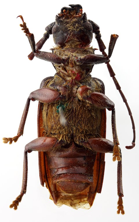 Toxeutes (Catypnes) pascoei 03 SP Type X 037 BRUS 201405.jpg