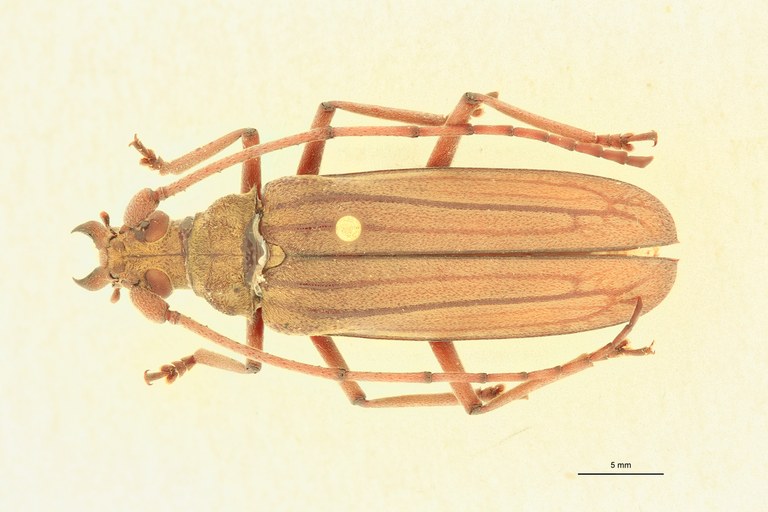 Ziglipton tjoeni F At D.jpg