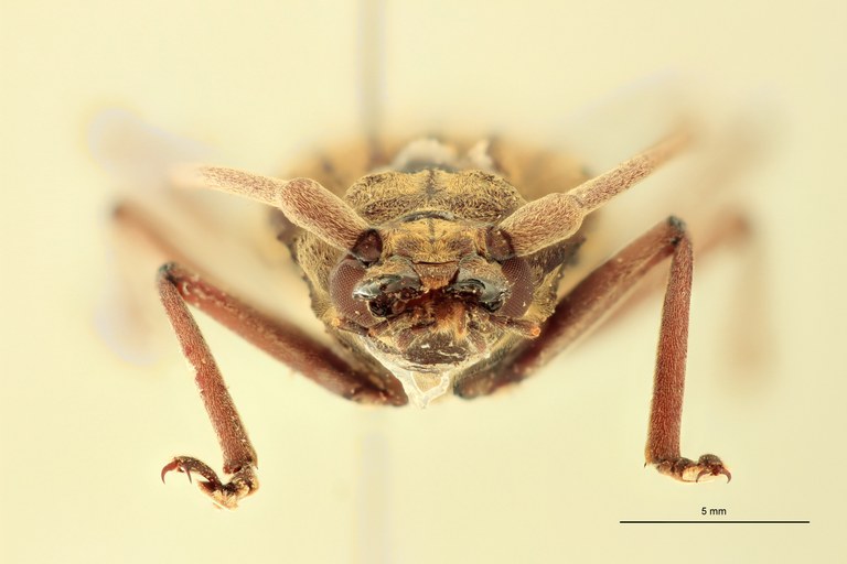 Ziglipton tjoeni F At F.jpg