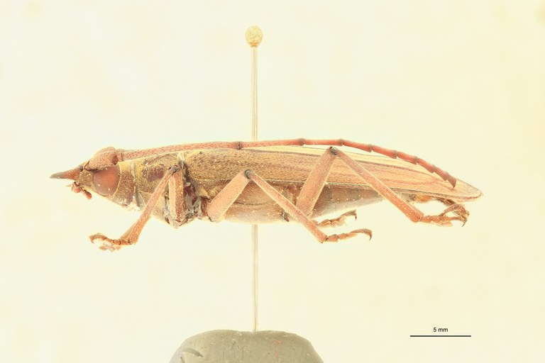 Ziglipton tjoeni F At L.jpg