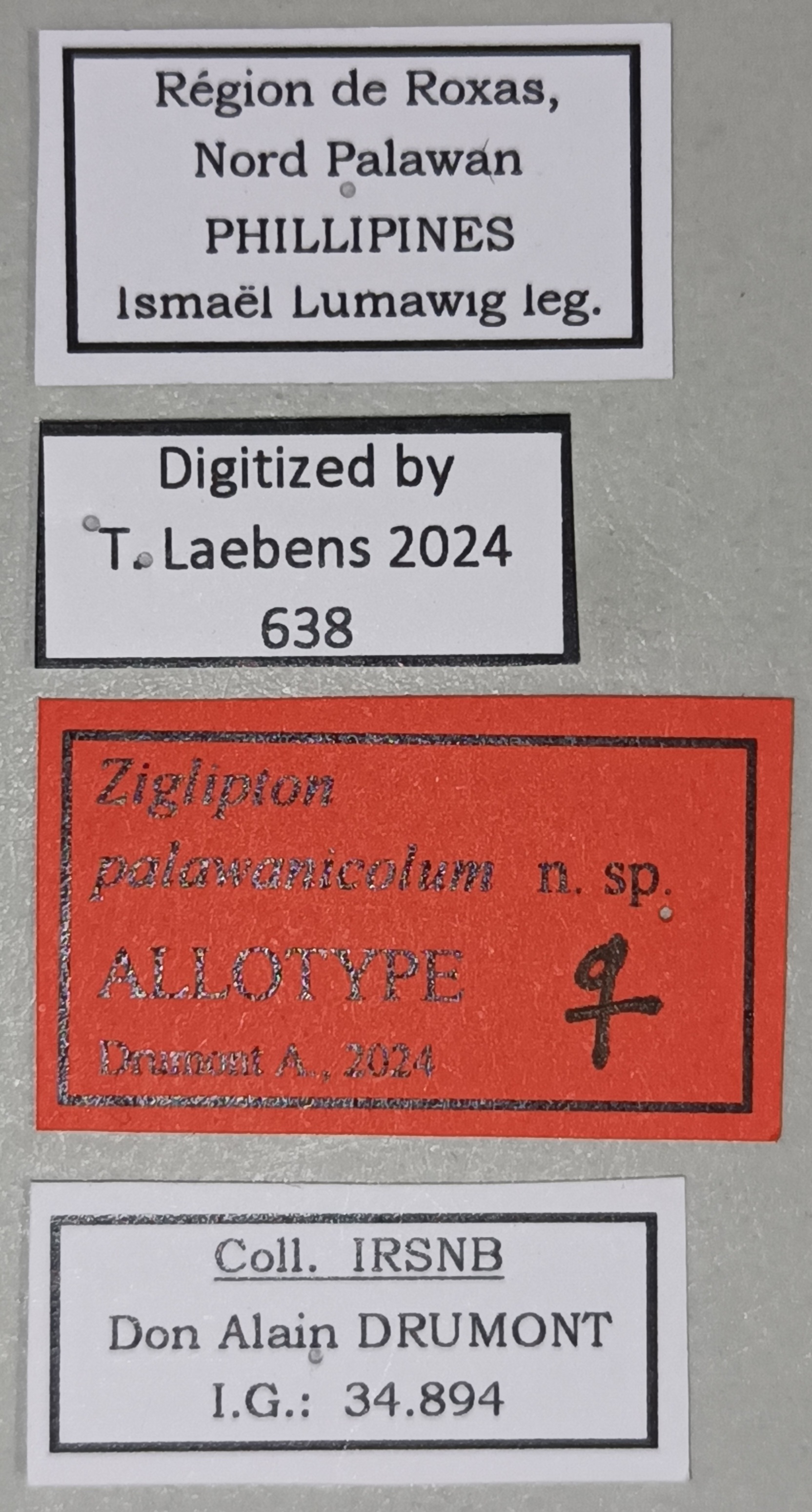 Ziglipton tjoeni F At Labels.jpg