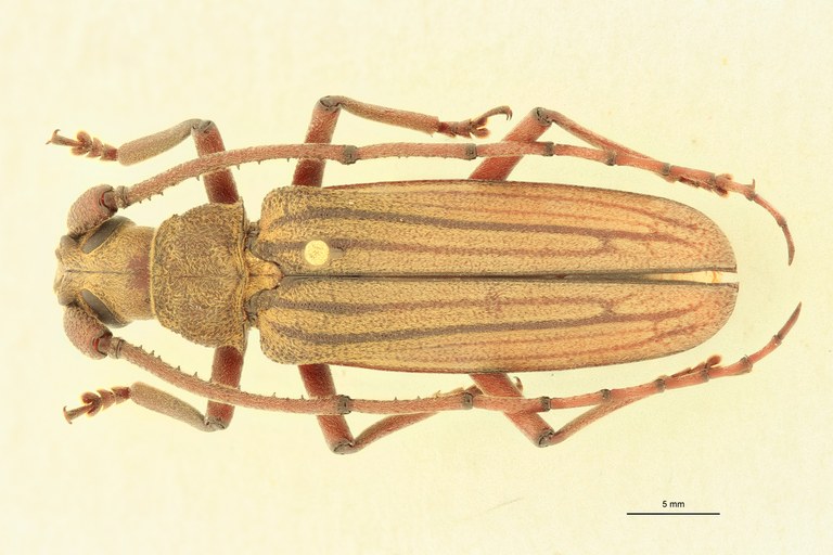 Ziglipton tjoeni M Ht D.jpg