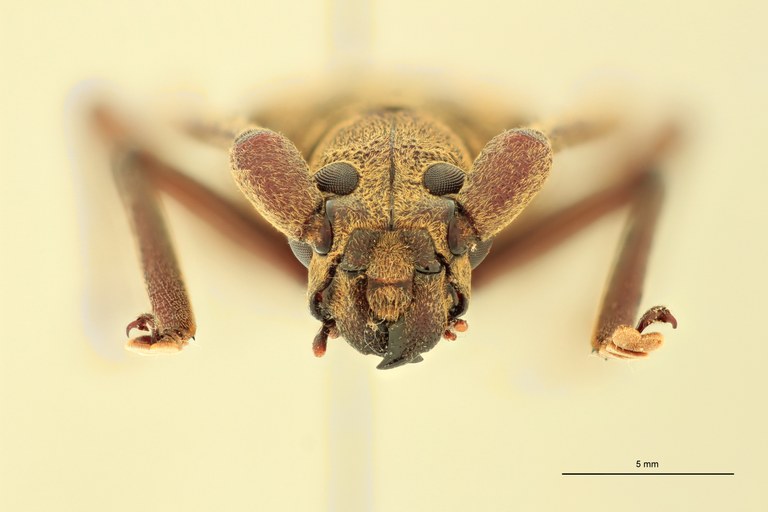 Ziglipton tjoeni M Ht F.jpg