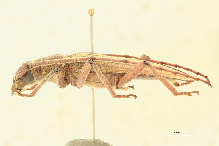 Ziglipton tjoeni M Ht L.jpg