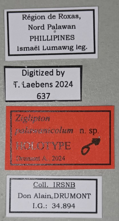 Ziglipton tjoeni M Ht Labels.jpg