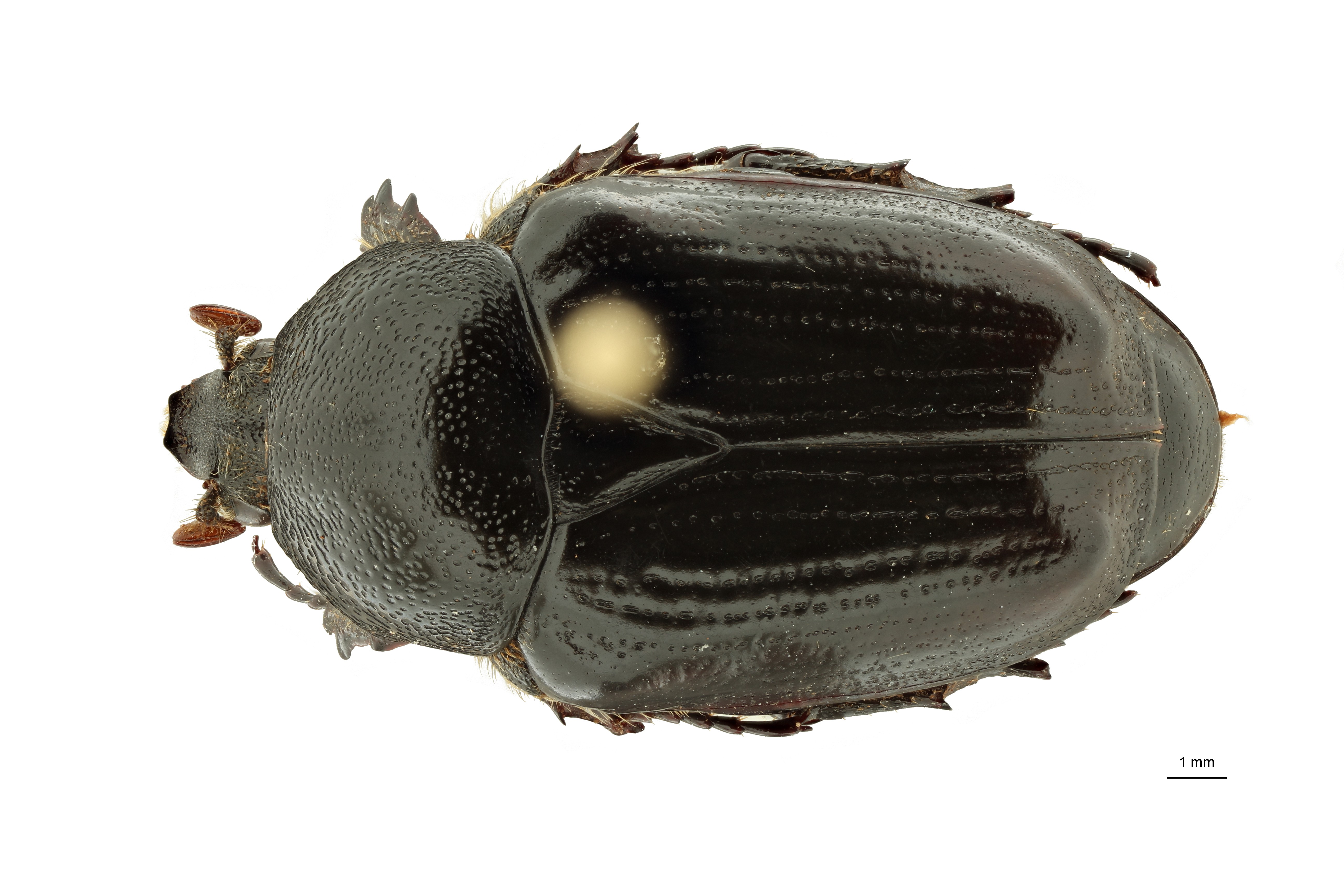 Anoplocheilus (Diplognathoides) lorinae pt M D ZS PMax Scaled.jpeg