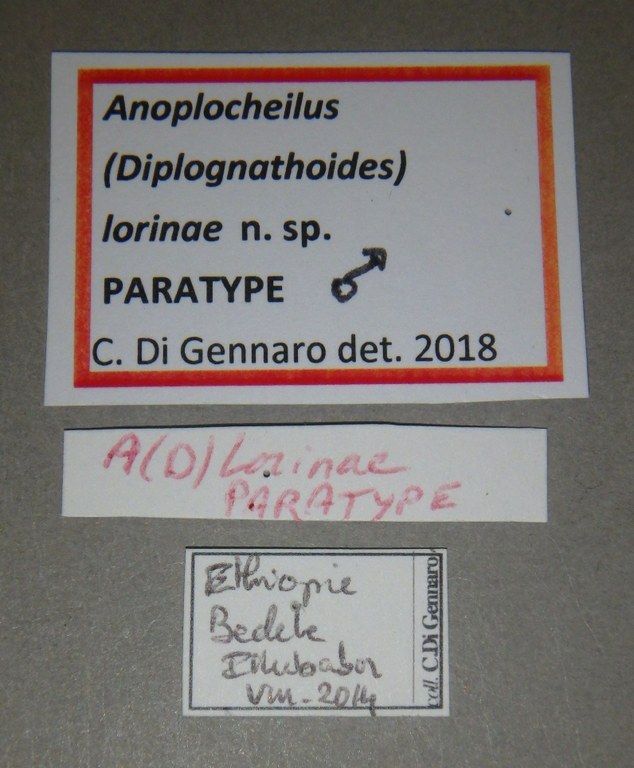Anoplocheilus (Diplognathoides) lorinae pt M Lb.jpg
