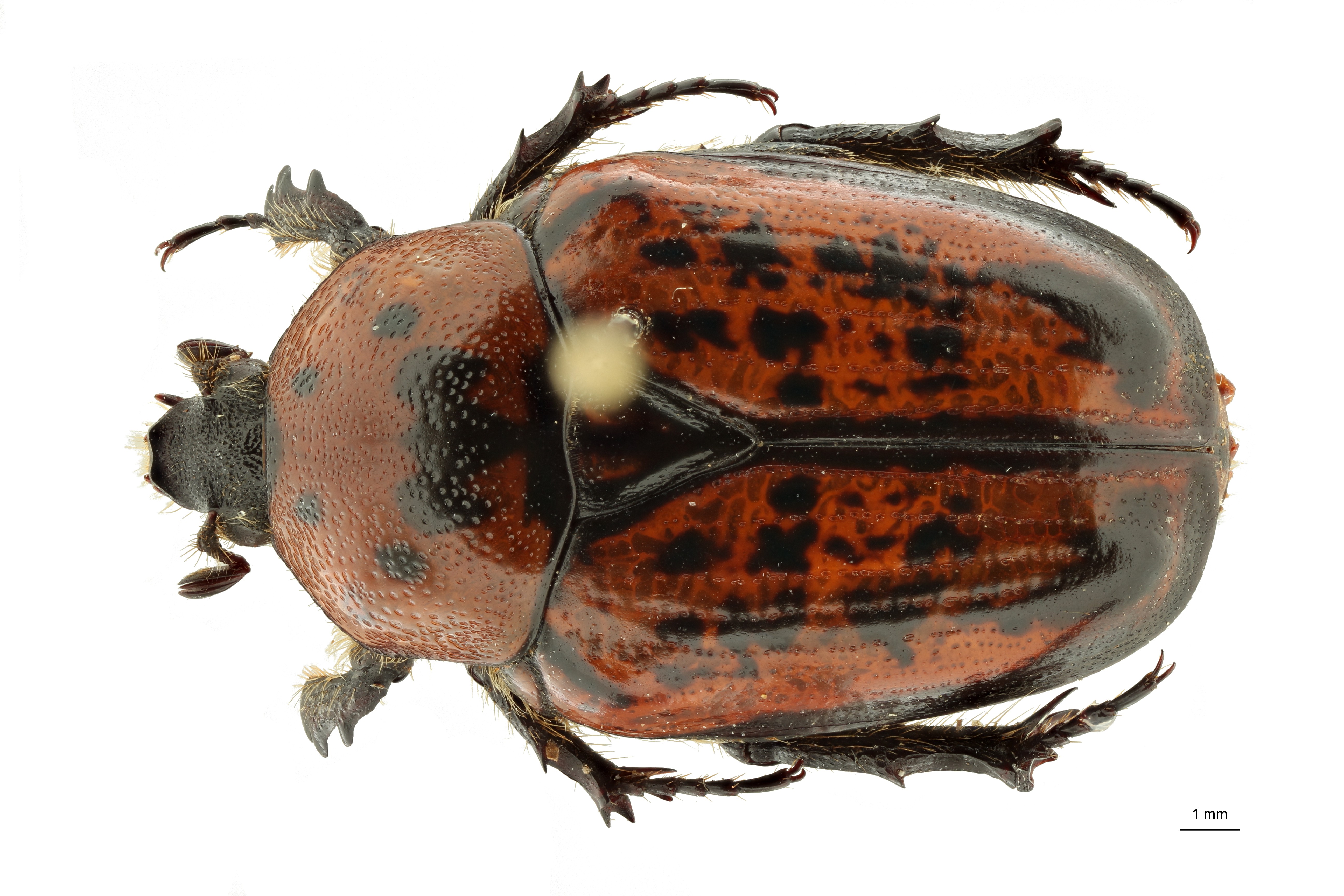 Anoplocheilus (Diplognathoides) lorinae at F D ZS PMax Scaled.jpeg