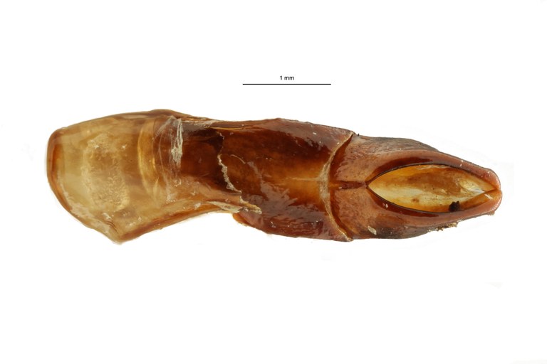 Anoplocheilus (Diplognathoides) werneri nt M GF ZS PMax Scaled.jpeg