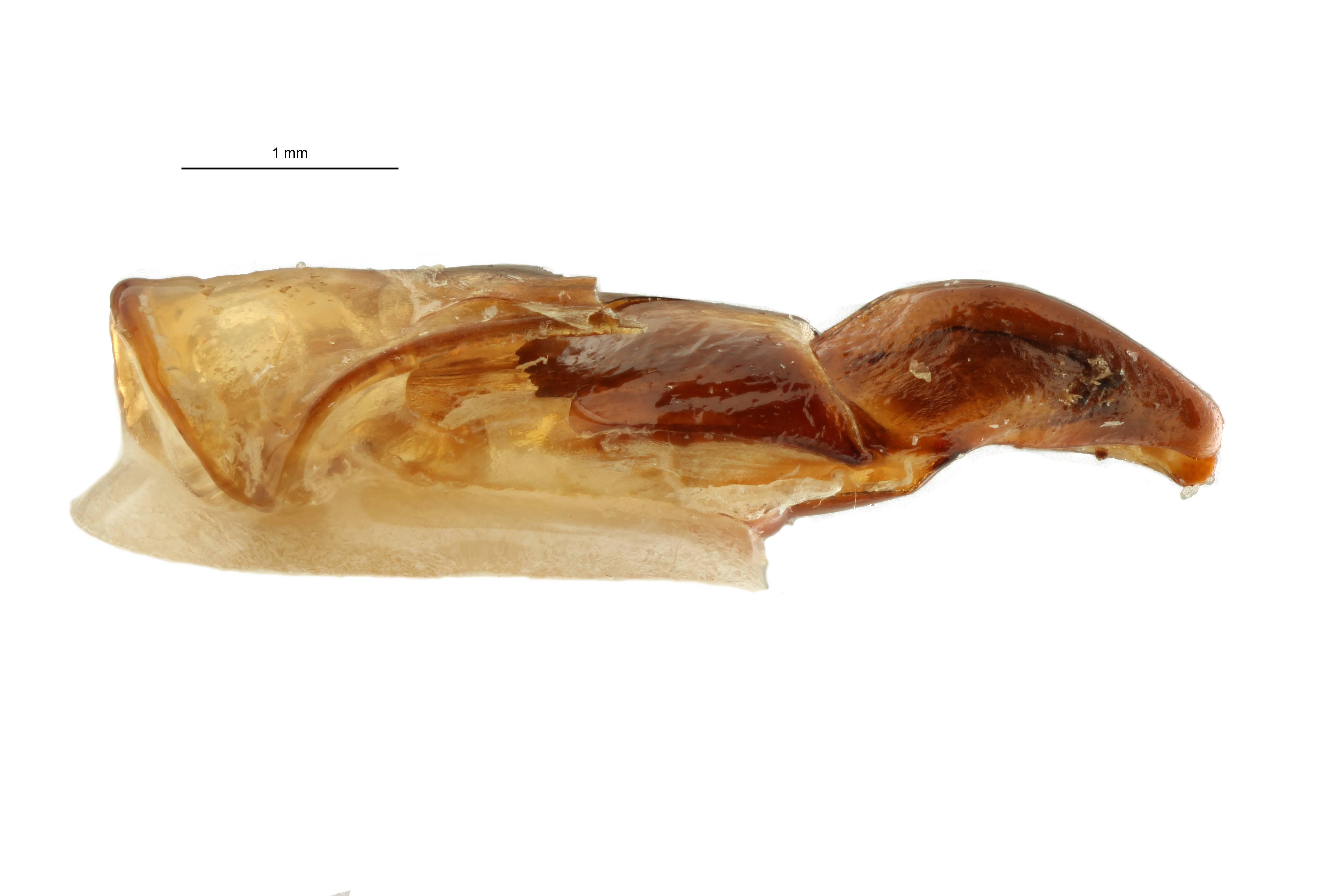 Anoplocheilus (Diplognathoides) werneri nt M GL ZS PMax Scaled.jpeg